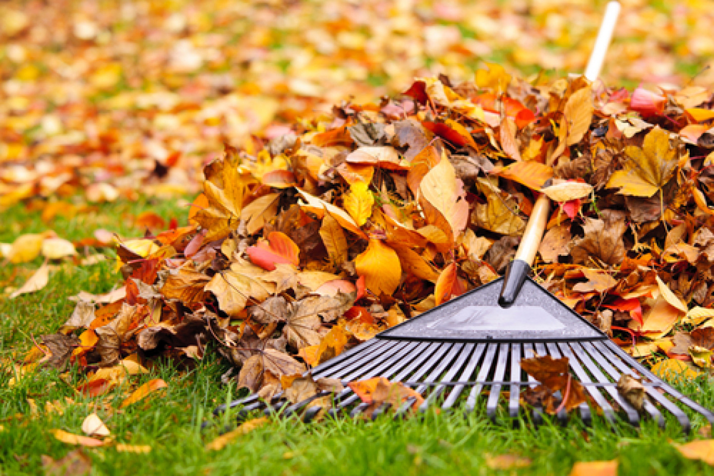 Leaf Blowing Services, Raking, Mulching Endicott, Vestal, NY TLC